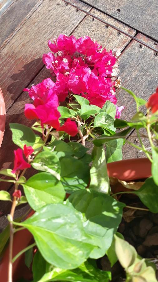 Mahina Manava Tahara'A Home Stay מראה חיצוני תמונה